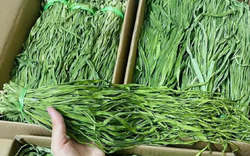 Loại rau trông như "nắm cỏ", xưa rẻ bèo nay giá tận 500 nghìn đồng/kg