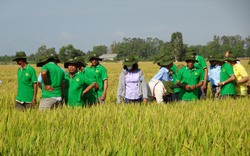 Khuyến nông “bắt tay” doanh nghiệp hỗ trợ trồng lúa thông minh, nông dân lời thêm 3-5,8 triệu đồng/ha 