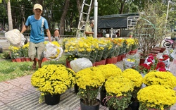 Chợ hoa Tết Sài Gòn đã đồng loạt mở, giá rẻ bất ngờ, sốc nhất là cúc mâm xôi