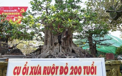 Một cây cổ thụ 200 tuổi vẫn "chửa đẻ", quả ruột đỏ ăn thơm, phát giá 600 triệu tại chợ hoa Tết An Giang