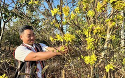 Làng trồng mai vàng ở Gia Lai, người Jrai trồng xen canh cây mai rừng với cà phê, hóa ra lại hay