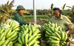 "Thủ phủ" trồng chuối tết ở Phú Thọ tất bật cắt buồng, chọn nải đẹp bán làm ngũ quả Tết Nguyên đán 2024