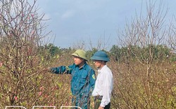 Anh nông dân Thái Bình có 2.500 cây mai vạn phúc, 1.000 cây mộc hương, 4.000 cây nguyệt quế, vụ Tết thu lãi khủng