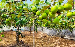 Vườn táo đẹp treo đầy quả ngon ở Bình Thuận, nông dân có thu 340 triệu/ha