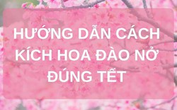 SỔ TAY NHÀ NÔNG: Hướng dẫn cách kích hoa đào nở đúng dịp Tết