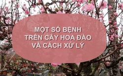 SỔ TAY NHÀ NÔNG: Một số bệnh thường gặp ở cây hoa đào và cách xử lý