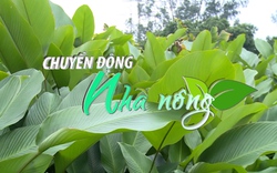 Chuyển động Nhà nông 5/2: Lá dong Hưng Yên xuất bán trời Tây