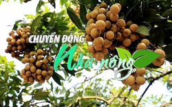 Chuyển động Nhà nông 6/2: Xác nhận bản đồ địa lý đối với nhãn hiệu chứng nhận nhãn Châu Thành