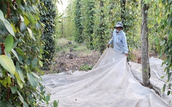 Giá tiêu tăng cao, nông dân hồ hởi đón Tết