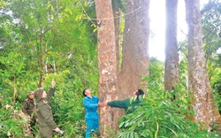 Khu rừng này ở Tuyên Quang la liệt cây cổ thụ hình thù kỳ dị, dân canh giữ như báu vật của làng