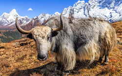 Loài vật được coi là "báu vật" của Tây Tạng nặng 1.000 kg, chịu lạnh âm 40 độ C