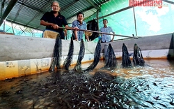 Lươn nuôi ở Hậu Giang "to lộ cộ" cả rồi, sao tết này nông dân vẫn để dày đặc dưới bể?