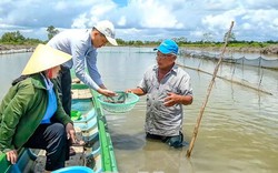 Con đặc sản dân Cà Mau nuôi trong vuông tôm, chả phải cho ăn, vớt lên bán 120.000 đồng/kg