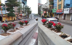 Cảnh báo nạn trộm hoa trang trí công cộng ngày Tết ở Hà Nội, nhiều công nhân xuyên đêm canh gác, trồng lại