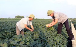 Trồng thứ cây tốt um ngoài đồng, nhổ bật lên thứ củ ngon ăn mát, nông dân Hải Dương lãi 13-14 triệu/sào