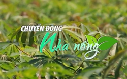 Chuyển động Nhà nông 8/2: Giống sắn mới kháng bệnh khảm lá cho năng suất trên 40 tấn/ha