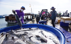 La liệt hải sản ăn tết tươi rói ở cảng cá Khánh Hòa, giá tăng mạnh, một loài cá ngon to bự bán 200.000 đồng/kg