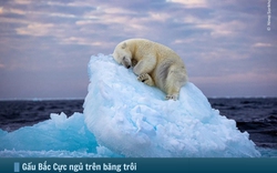 Hình ảnh báo chí 24h: Gấu Bắc Cực ngủ trên băng trôi thắng giải Nhiếp ảnh gia động vật hoang dã của năm