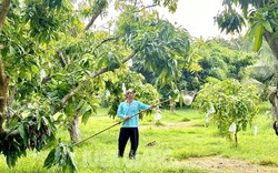 Sáng ra nông dân một xã ở Kiên Giang đã "chạy xô" mang cây sào ra hái loại quả ngon bán tết