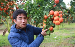 Tỷ phú nông dân Bắc Giang ghép cam trên cây bưởi Diễn, hái 20 tấn quả ngọt, thu về tiền tỷ