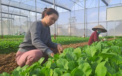 Thái Nguyên: Cả làng trồng rau bán Tết, được mùa được giá, dân mừng