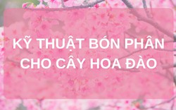 SỔ TAY NHÀ NÔNG: Kỹ thuật bón phân cho cây hoa đào đạt hiệu quả kinh tế cao 