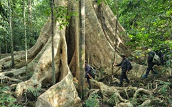Một cây cổ thụ kỳ mỹ gần 500 tuổi tại khu rừng giáp ranh Lâm Đồng, Bình Phước, Đồng Nai ví như "thằn lằn sấm"