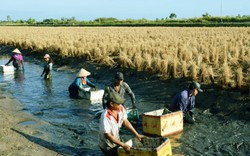 Khi con tôm và cây lúa về sống chung một nhà