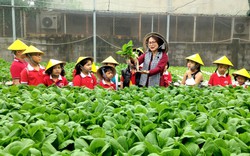 Một vườn rau thủy canh ở Nha Trang, nhìn là muốn ăn, trẻ em lại háo hức khám phá