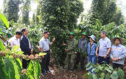 Chuyên gia, nhà khoa học đến tận vườn trao đổi với nông dân về mô hình canh tác cà phê thông minh