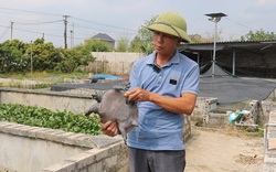 Một ông nông dân Bắc Giang nuôi thành công con đặc sản to bự, bán 350.000-400.000 đồng/kg