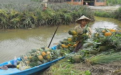 Thứ quả ngon này đang tăng giá tốt ở Hậu Giang, nông dân nói một điều khiến người ta bất ngờ