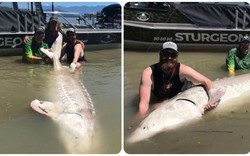 Video: Nhóm cần thủ chinh phục được "cụ" cá tầm 100 tuổi, dài hơn 3 mét, nặng 363 kg