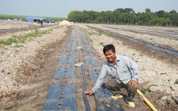 Đất Tây Ninh đón dân "du mục" Bình Phước đến trồng thứ cây ra trái giàu chất lycopene tốt cho sức khỏe