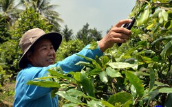 Vườn cây cảnh đang hot với 1.200 gốc của một tỷ phú nông dân Tiền Giang, cây giá cao nhất là hơn 1 tỷ