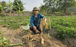 Trồng thứ khoai lang vỏ trắng, ăn bở tơi, nông dân một xã của tỉnh Điện Biên thu 120 triệu đồng/ha