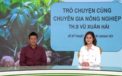 GÓC CHUYÊN GIA: Khi nào cần bổ sung phân bón cho cây khoai tây