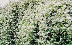 Cây cảnh "vua hoa" đẹp như mơ, biển hoa trắng, trời hương thơm, cải thiện phong thủy gia đình