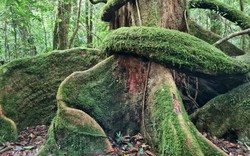 Ở khu rừng của tỉnh Lâm Đồng, có cây sồi đại thụ cao như tòa nhà 9 tầng, mỗi lượt chỉ 6 người vào thăm