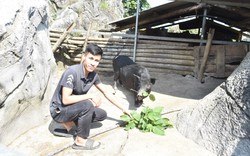 Cho lợn đen vào hang đá ở, ai ngờ con nào con nấy khỏe như vâm, anh nông dân Hòa Bình ung dung thu tiền