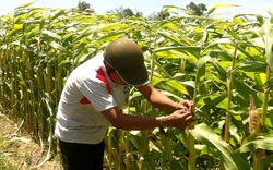 Tây Ninh: Sẽ bồi thường thiệt hại cho nông dân trồng bắp không có hạt vì nắng hạn gay gắt