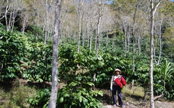 Tít trên núi cao ở Lâm Đồng có vườn cà phê 12ha dưới tán rừng, bán giá cao mà thương lái cứ thích mua