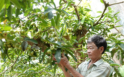 Cho cả vườn mận xanh "ngủ" trong mùng, cây càng già càng sai trái, lão nông Sóc Trăng thu 700 triệu đồng/năm