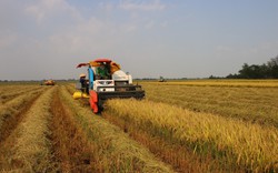 Một nước Đông Nam Á muốn mua tới 4,1 triệu tấn gạo, giá gạo của Việt Nam thêm "nóng" 