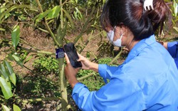 Số hoá gần 10.000 cây sầu riêng tại Đắk Lắk lên bản đồ cây xanh