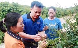 Năm nay "cây vàng" của nông dân tỉnh Bắc Giang đột nhiên ít hoa, nguy cơ thất thu thấy rõ