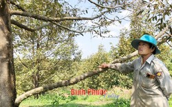 Xót xa vườn cây "tiền tỷ" của nông dân Bình Phước bị chết, rụng trái vì khoan giếng 150m vẫn không có nước