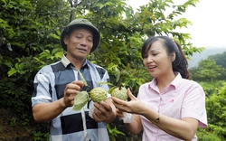 Hội Nông dân Việt Nam nhận ủy thác vốn vay Ngân hàng CSXH đạt 98.115 đồng, cho hơn 2 triệu hội viên vay vốn