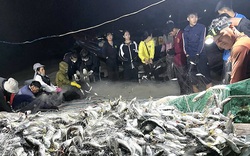 Một vùng biển ở Quảng Bình ngư dân trúng đậm loài cá lù đù, có đêm đánh bắt được 5 tấn thu hàng chục triệu