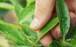 Loại lá cây này ở Việt Nam nhiều đến nỗi "cho không", ở nước ngoài bán hơn 6 triệu đồng/kg